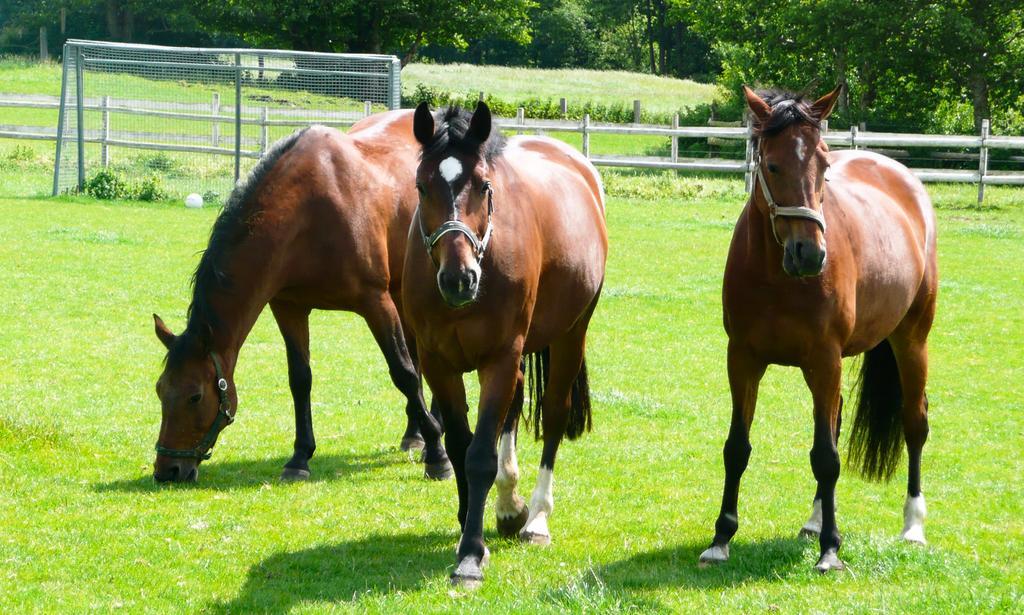 Ponyhof Naeve Am Wittensee Gross Wittensee Ngoại thất bức ảnh
